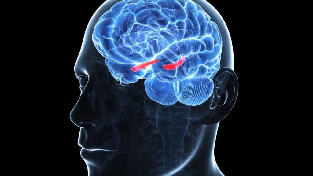 Веза између исхране и расположења – утицај фаст фуда на мозак